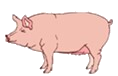 Pork